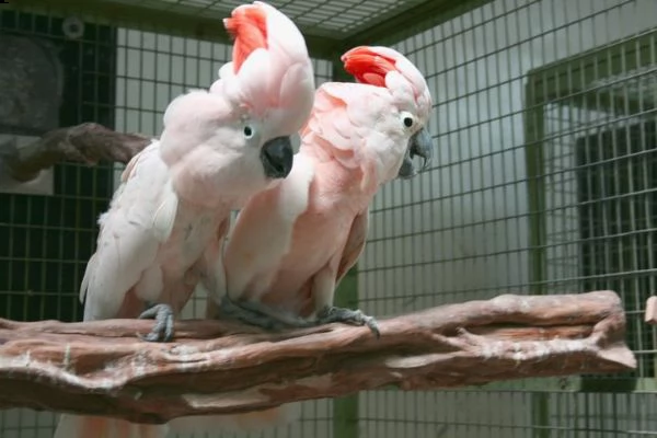 i nostri pappagalli cacatua sono disponibili per rendere felice la tua fine dell'anno. abbiamo avuto