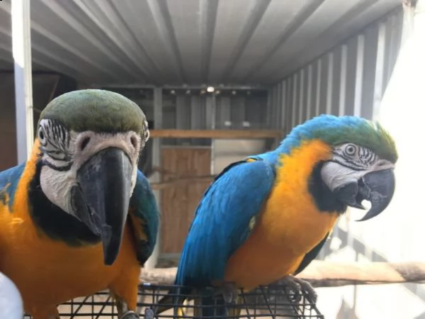 pappagallo ara blu e giallo per te e in cerca di una nuova casa. pappagallo ara maschio e femmina di