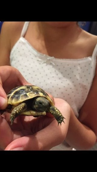 giovani cuccioli hermanni, in buone condizioni di salute e alla ricerca di un rettile appassionato c