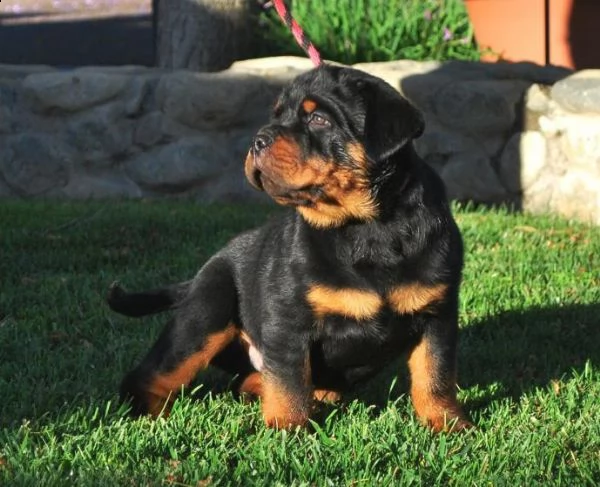 offro in regalo rotweiller cuccioli con pedigree . cuccioli di rotweiller siamo urgentemente alla ri