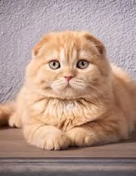 cuccioli scottish fold adorabili cuccioli e carino maschi e femmine. i nostri cuccioli sono 3 mesi d