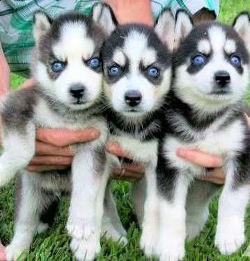 cuccioli husky adorabili cuccioli e carino maschi e femmine. i nostri cuccioli sono 3 mesi di età e 