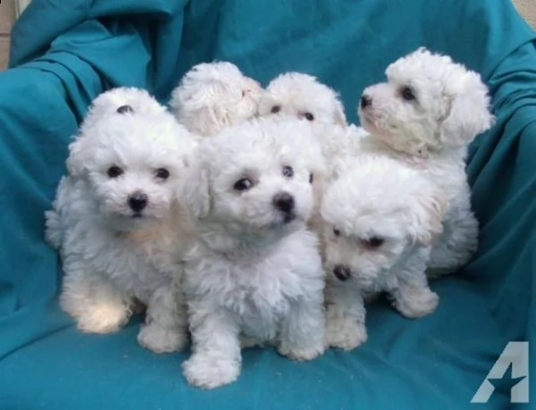 dolce bichon frise disponibile per nuove case