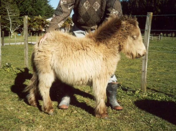  r!e!g!a!l!o! cavallo shetland pony , 