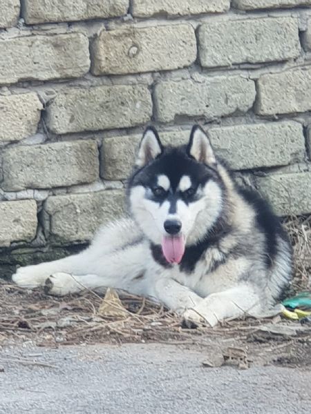 Annunci Husky Regalo Cani lia Media In Vendita Cuccioli Di Husky Da Privati E Allevamenti Pag 3 Di 7