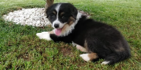 pastore australiano australian shepherd (maschietto) | Foto 1