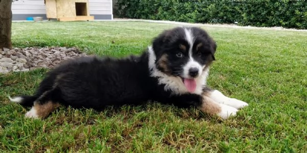 pastore australiano australian shepherd (maschietto) | Foto 0