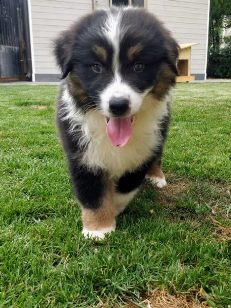 pastore australiano australian shepherd (maschietto)