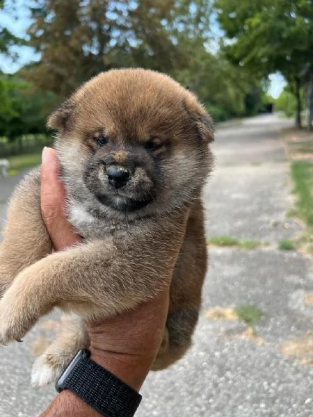 cuccioli di shiba inu con pedigree enci  | Foto 4