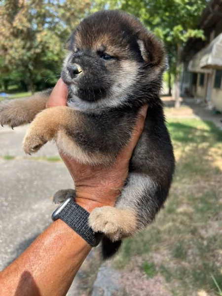 cuccioli di shiba inu con pedigree enci  | Foto 3