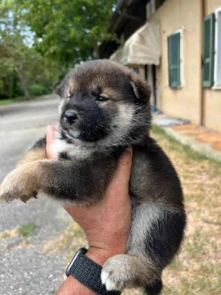 cuccioli di shiba inu con pedigree enci  | Foto 2