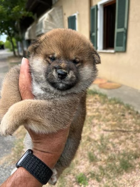 cuccioli di shiba inu con pedigree enci  | Foto 1