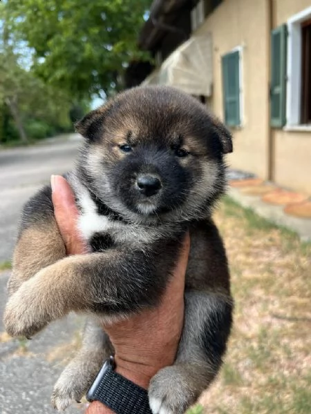 cuccioli di shiba inu con pedigree enci 