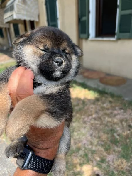 cuccioli di shiba inu con pedigree enci  | Foto 0