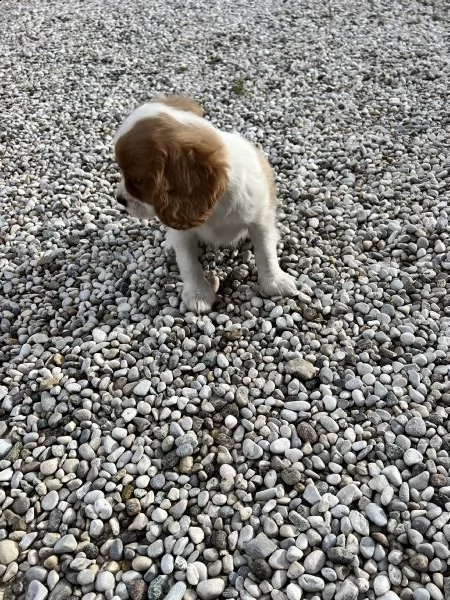 cuccioli di cavalier king (solo maschietti)  | Foto 2