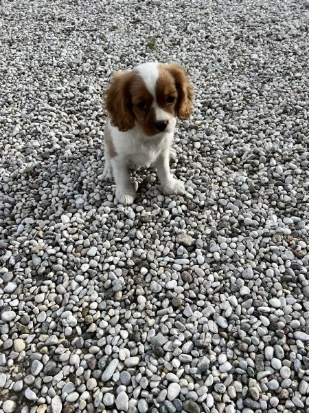 cuccioli di cavalier king (solo maschietti)  | Foto 1