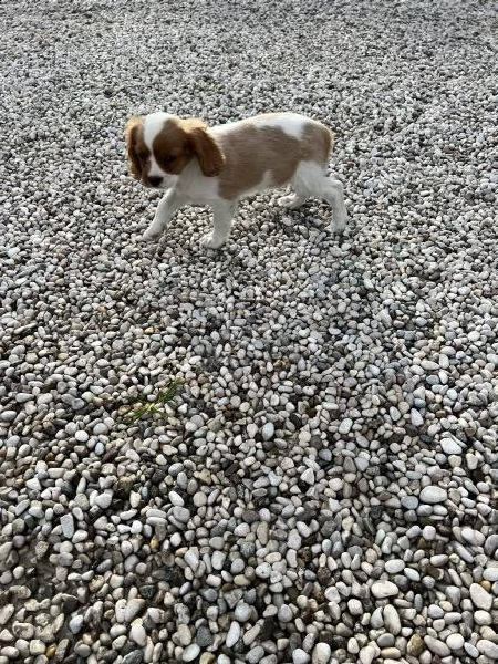 cuccioli di cavalier king (solo maschietti)  | Foto 0