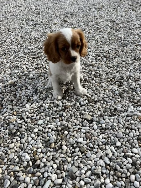 cuccioli di cavalier king (solo maschietti) 