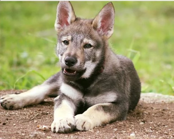 cuccioli di cane lupo cecoslovacco