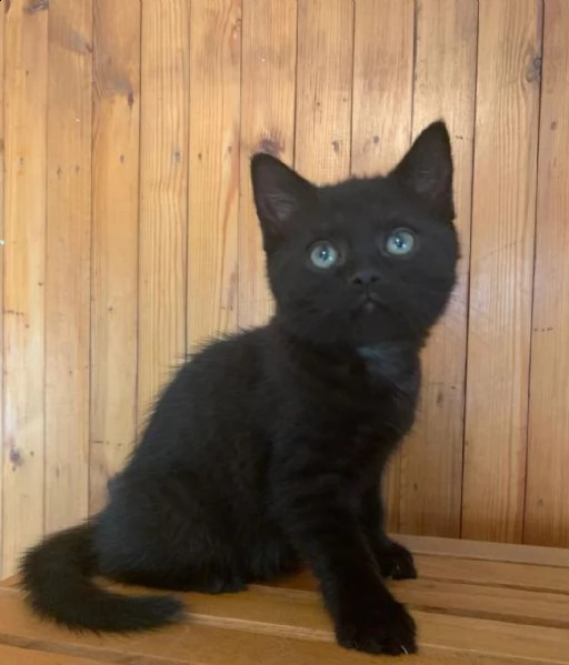 unique gattini british shorthair color molto raro | Foto 0