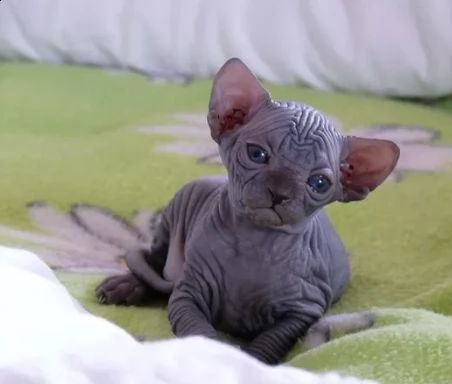 fantastici sphynx gattini