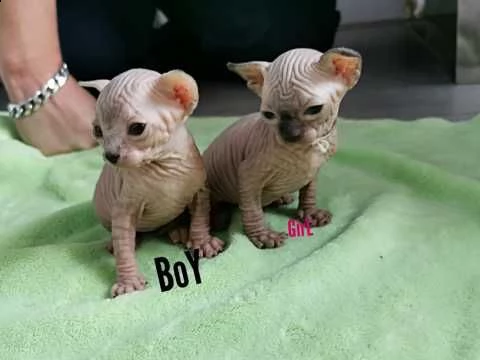 canadian sphynx