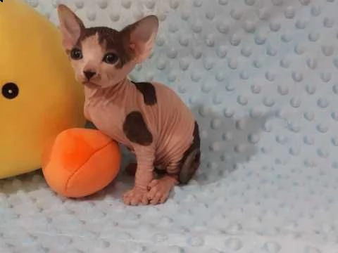 sphynx girl tica