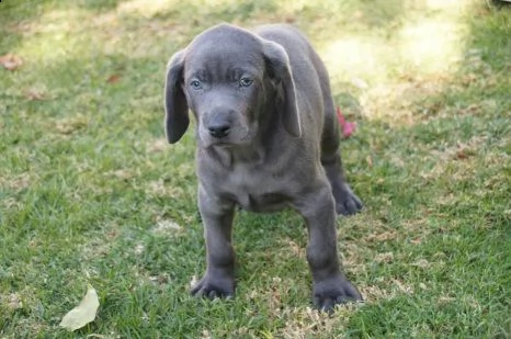 simpatici cuccioli weimaraner con pedigree per te