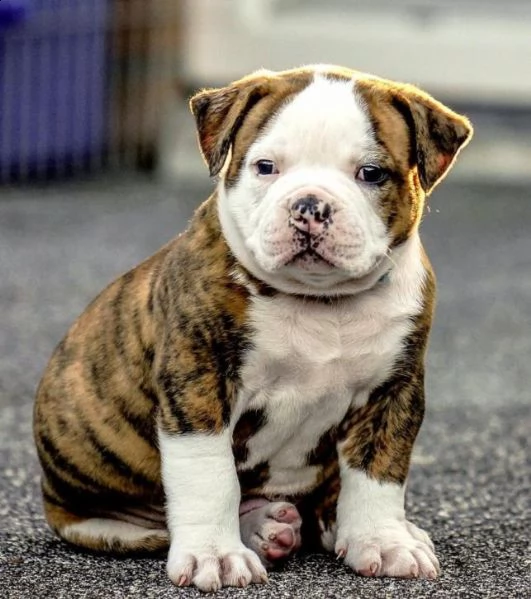 super cuccioli di bulldog americani