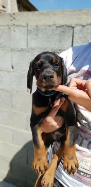 splendidi cuccioli di dobermann | Foto 2