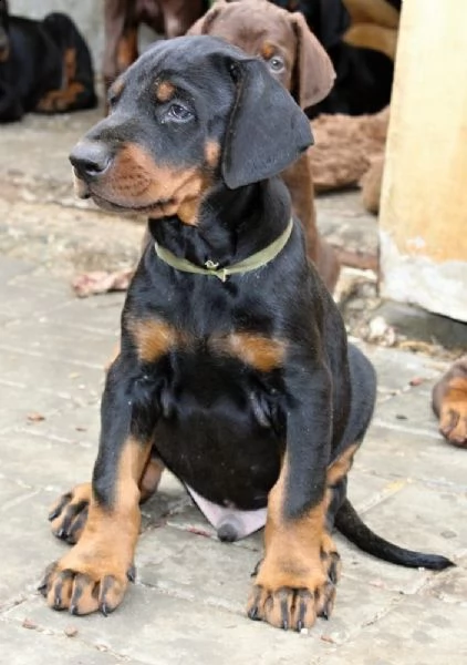 splendidi cuccioli di dobermann | Foto 1