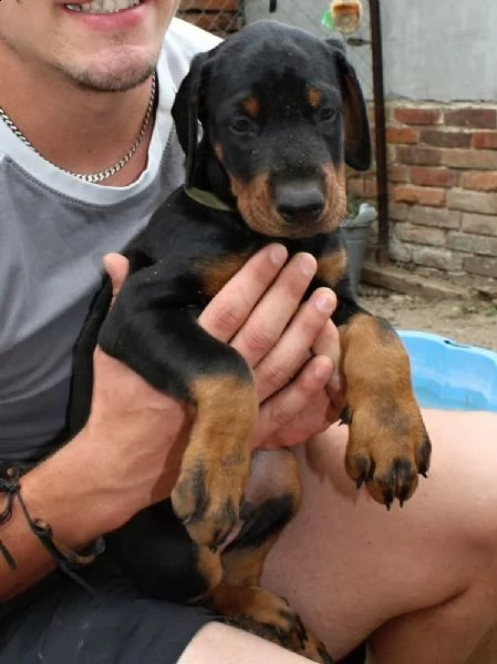 splendidi cuccioli di dobermann