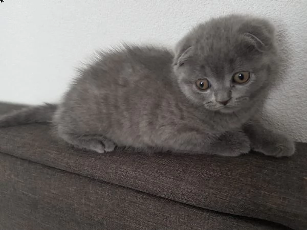 dolcissimi cuccioli di scottish fold | Foto 3