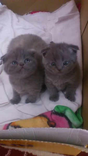 dolcissimi cuccioli di scottish fold | Foto 0