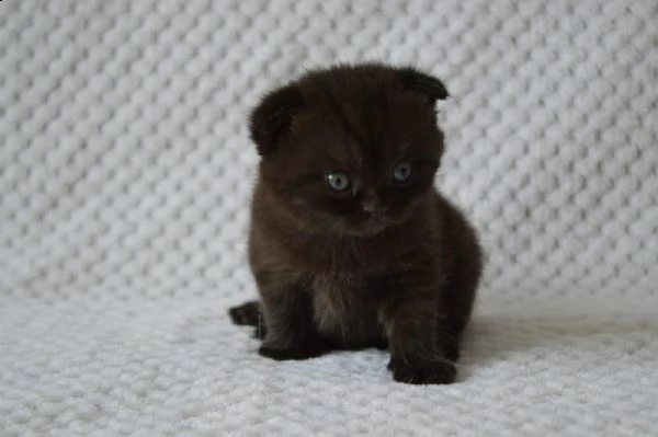 dolcissimi cuccioli di scottish fold