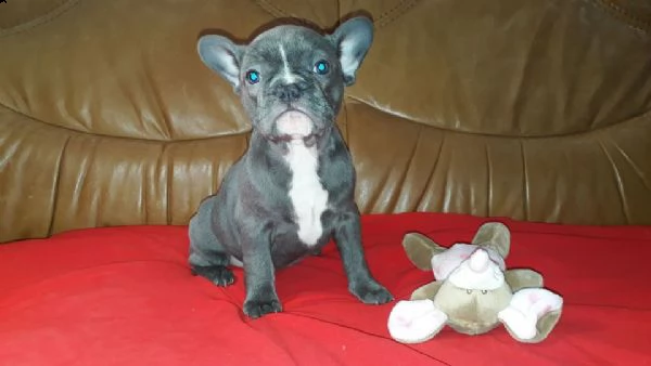 bulldog francese femmina con pedigree