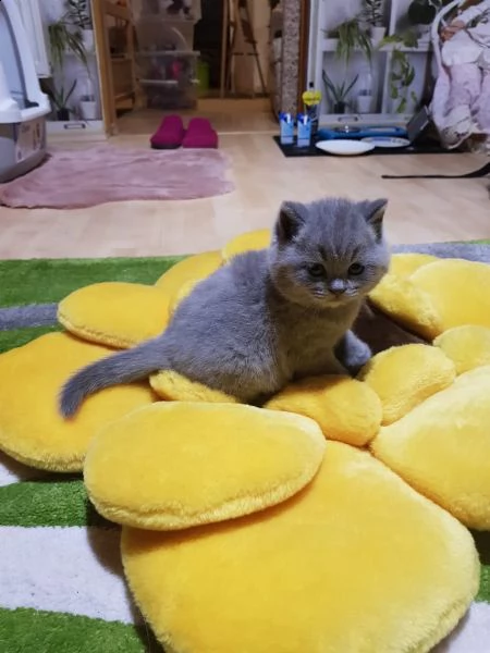 bellissimi cuccioli di scottish fold e straight | Foto 0