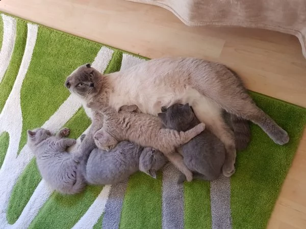 bellissimi cuccioli di scottish fold e straight