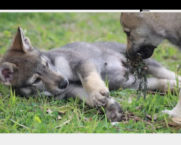 cuccioli di cane lupo cecoslovacco | Foto 0