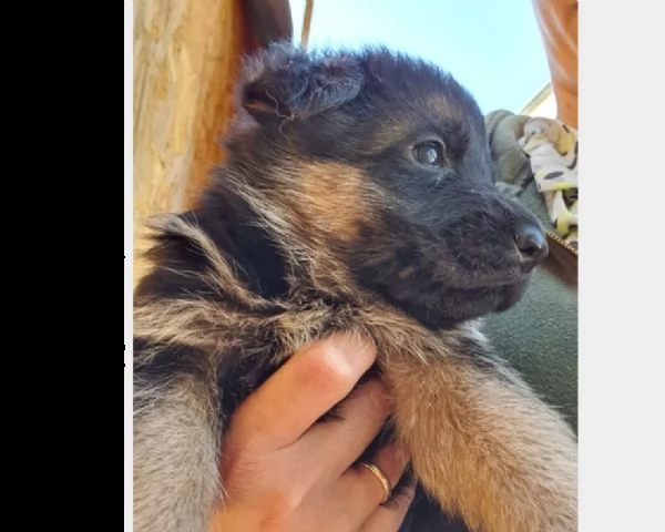 cuccioli pastore tedesco | Foto 0