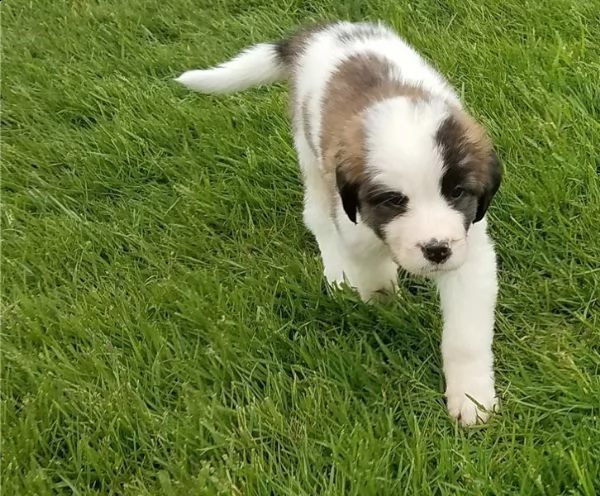  san bernardo cuccioli di razza pura pronti subito | Foto 2