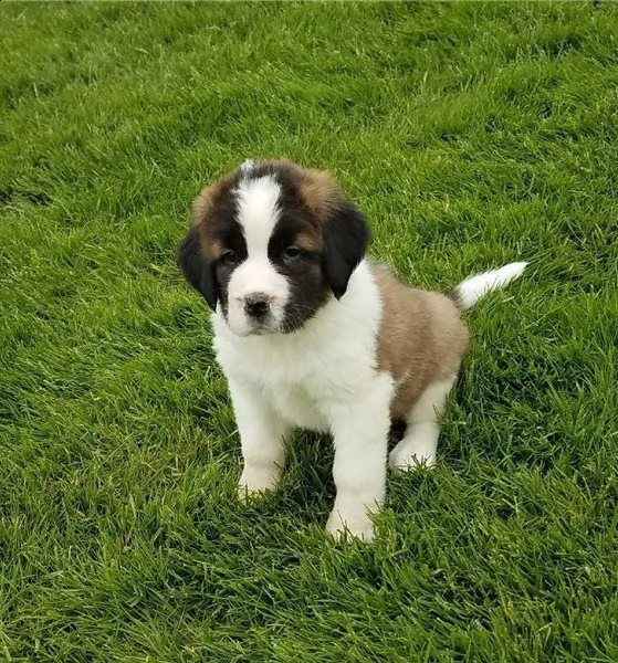  san bernardo cuccioli di razza pura pronti subito | Foto 1