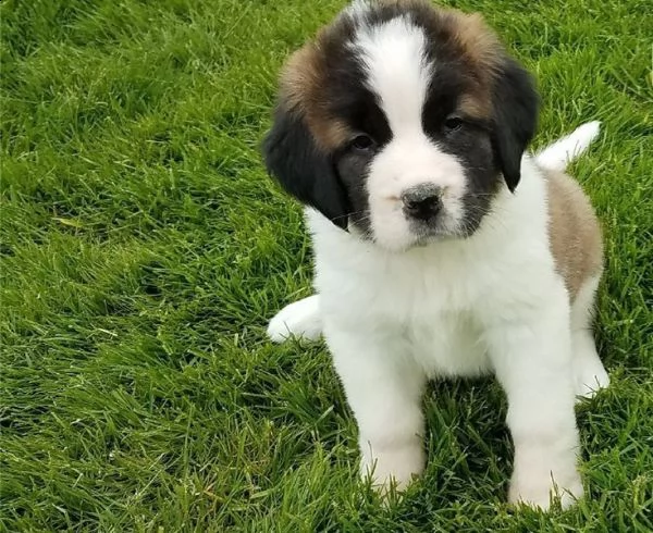  san bernardo cuccioli di razza pura pronti subito