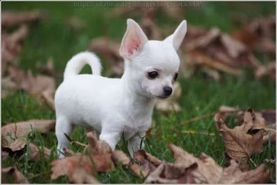 simpatici cuccioli di chihuahua akc registrati con pedigree per la tua casa.