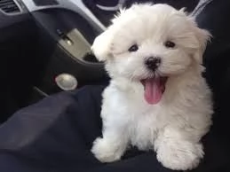 001 bellissimi cuccioli di maltese come regalo