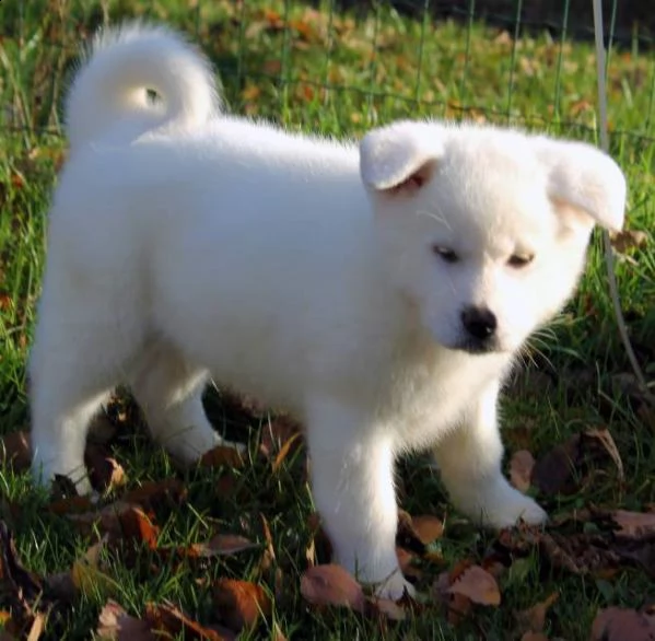 regalo cuccioli akita