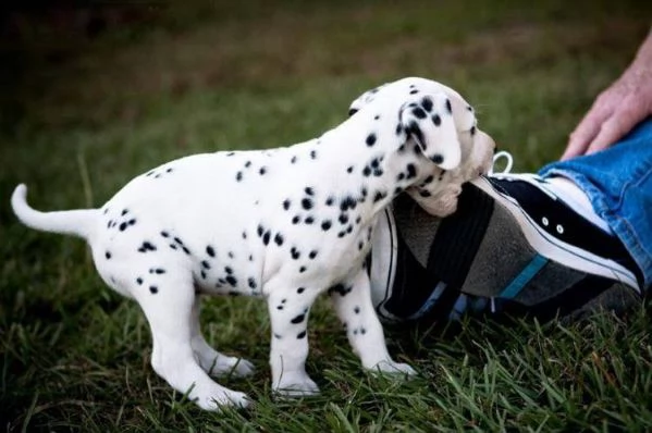 regalo maschio libero di qualità e femmina cuccioli di dalmata di reinserimento.