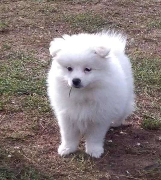 cuccioli di spitz di pomerania