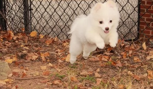 cucciola di volpino di pomerania toy | Foto 2