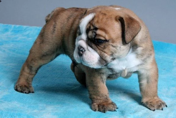 cuccioli di bulldog inglese